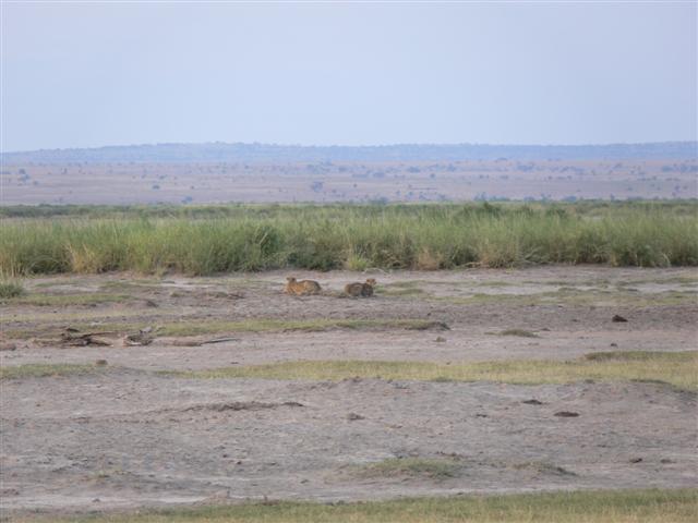 Cheetahs at Amboseli