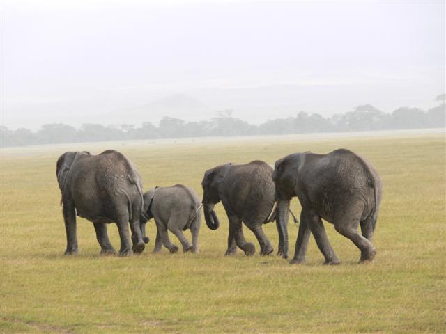 Elephant Family