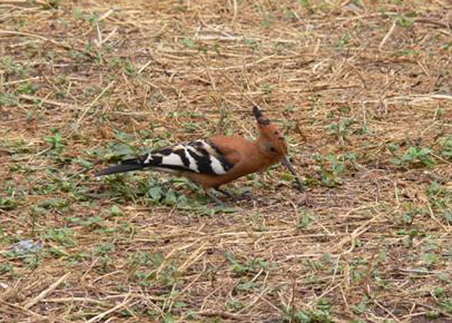 Hoopoe