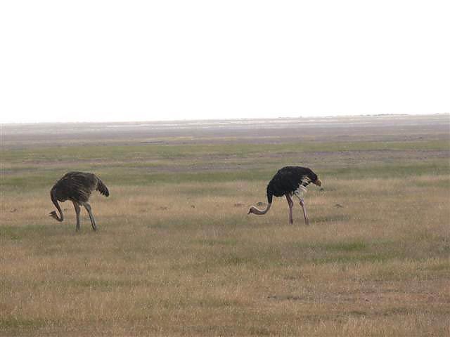 Ostriches