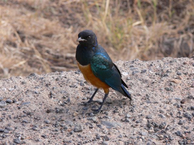 Superb Starling