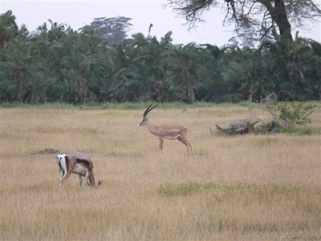 Thompsons and Grants Gazelles