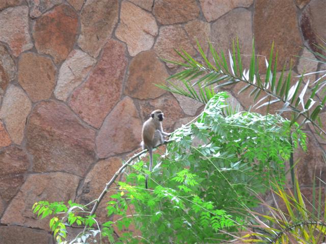 Vervet Monkey on Hotel Grounds