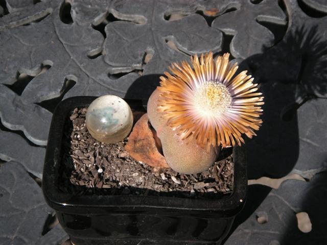 The cactus in bloom