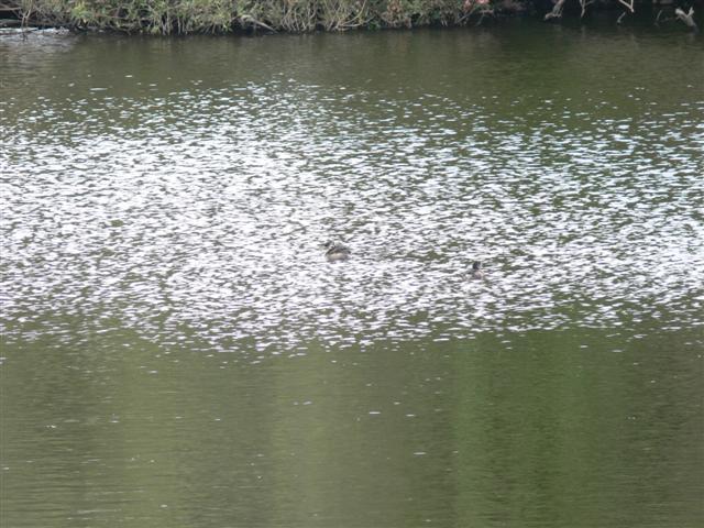 Red-necked Phalarope