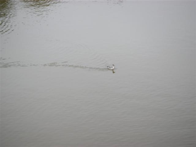 Red necked Phalarope