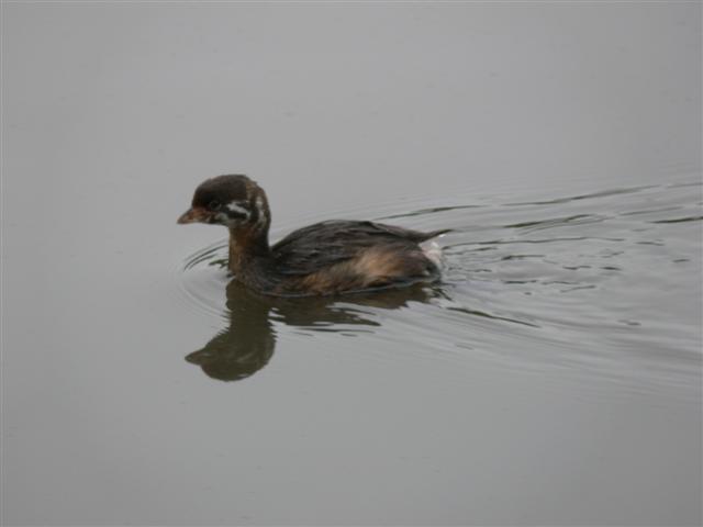 Young Pied-billed Grebe at Neary