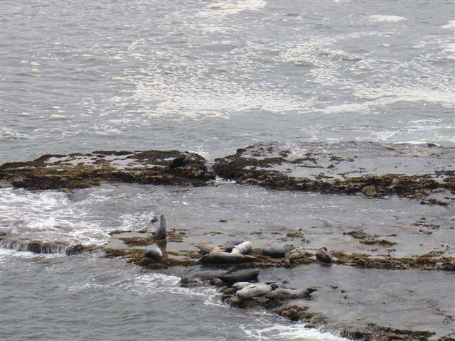Seals