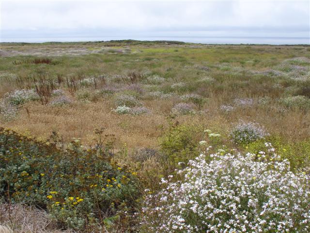White-tailed Kite Out There Somewhere