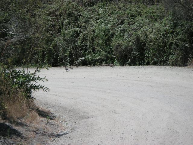 More Distant California Quails