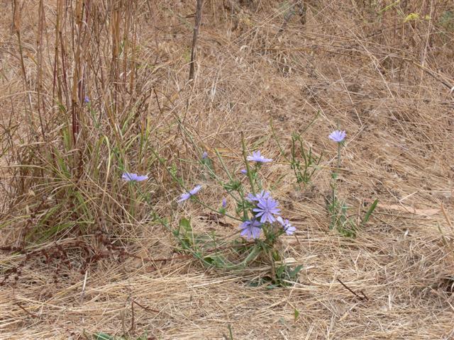 Cornflowers at Elkhorn Slough