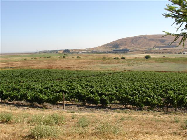Vineyard