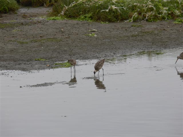 Marbled Godwits
