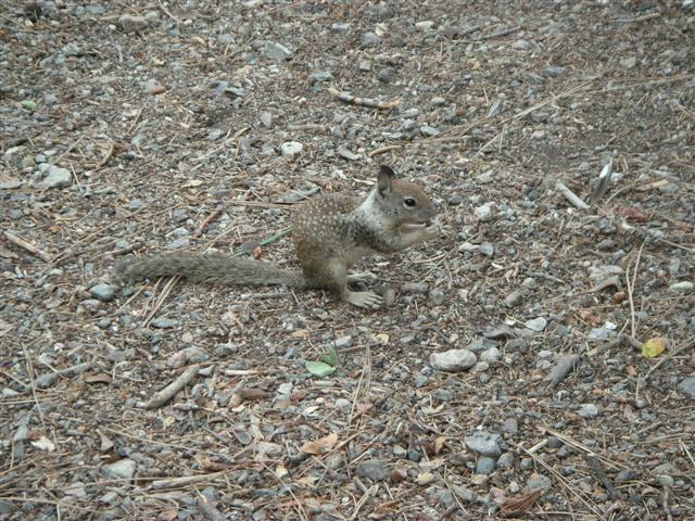 Squirrel at Pinnacles
