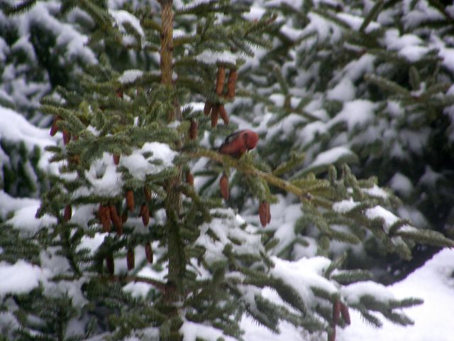 White-winged Crossbill