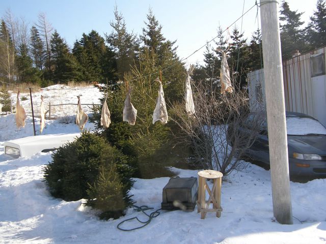Drying Cod