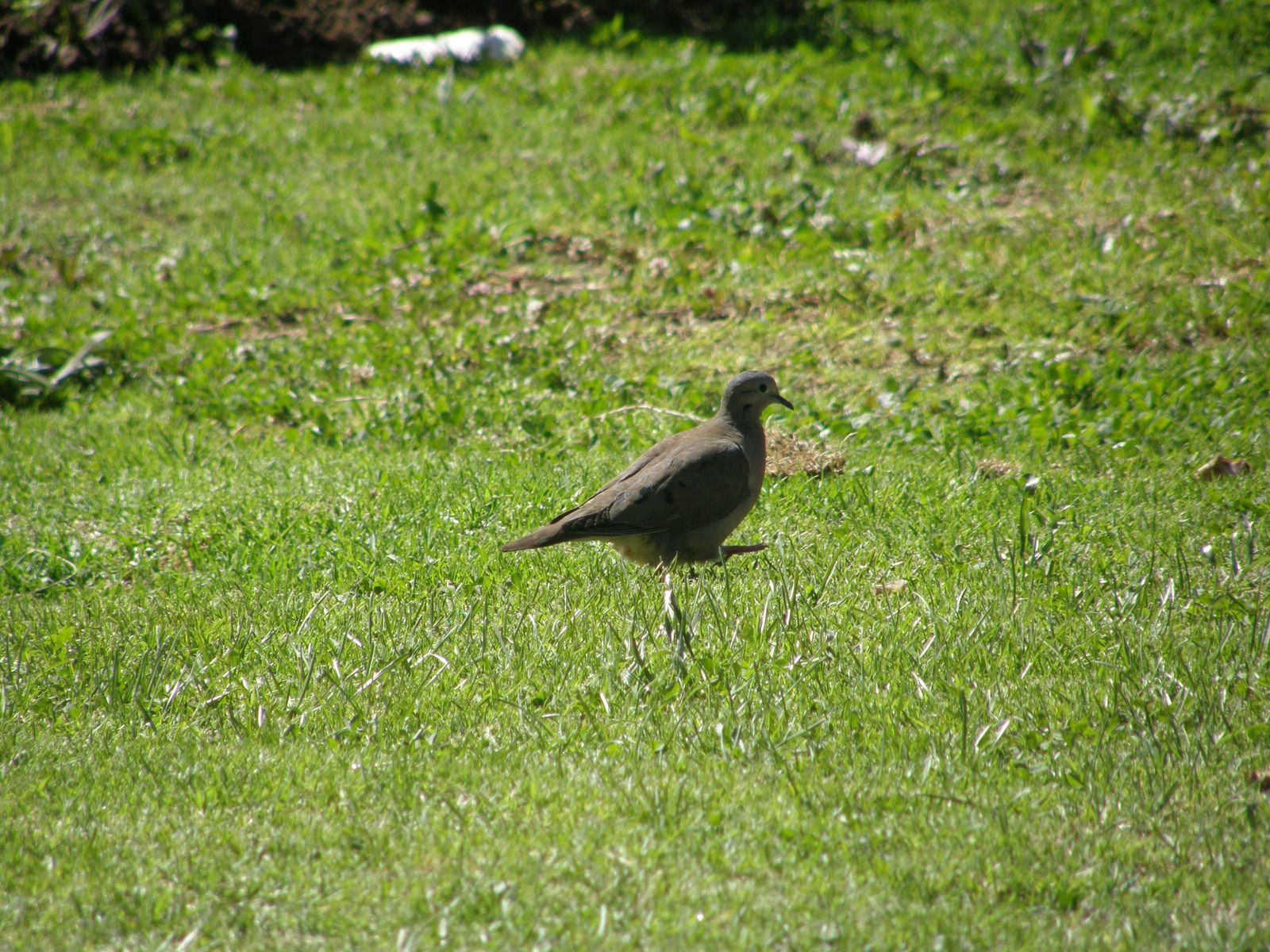 Eared Dove