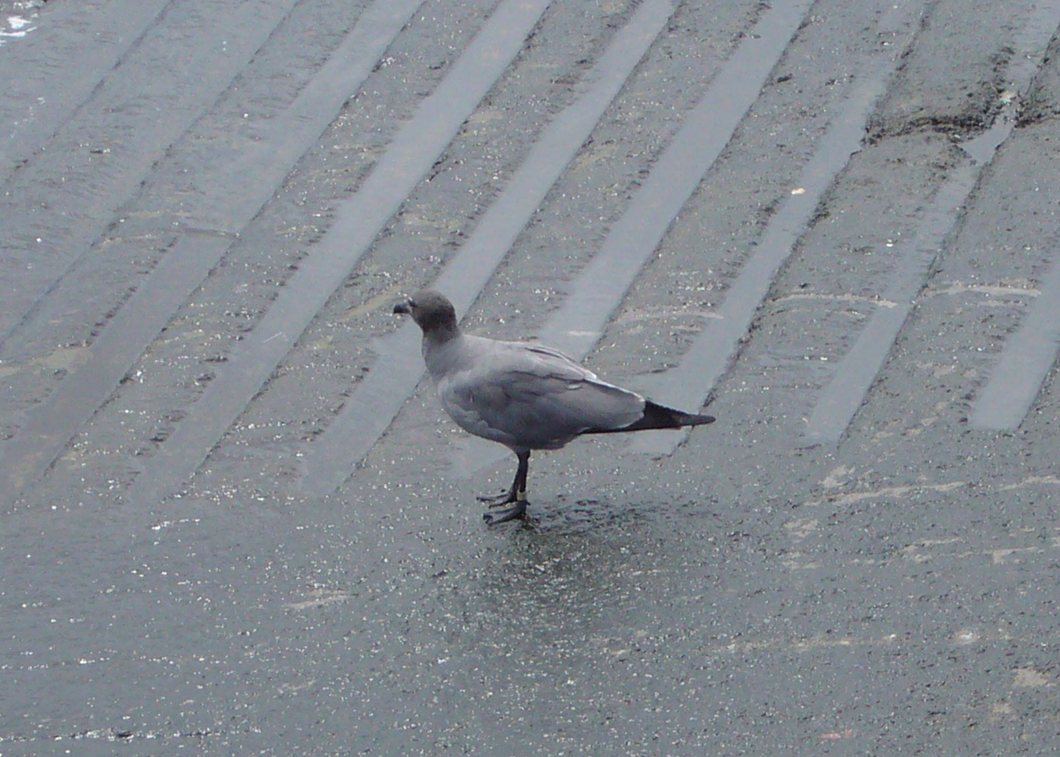 Lava Gull