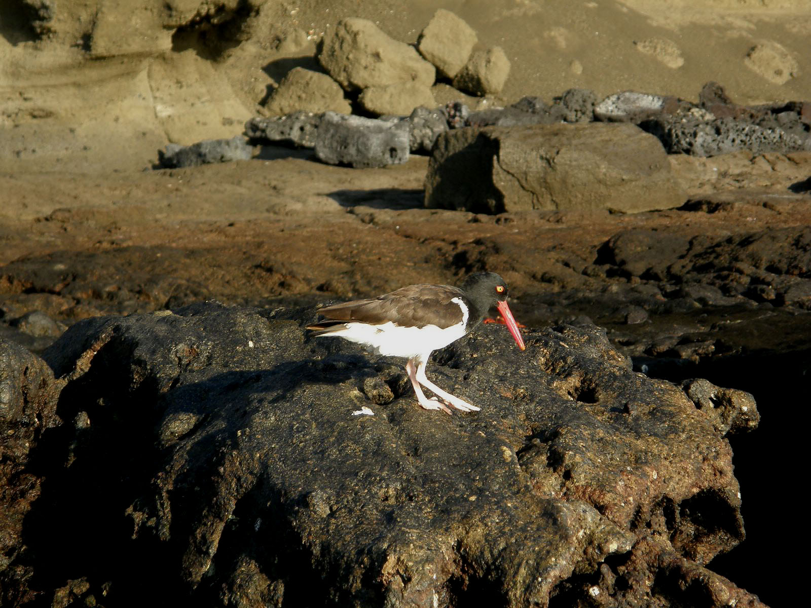 American Oystercatcher