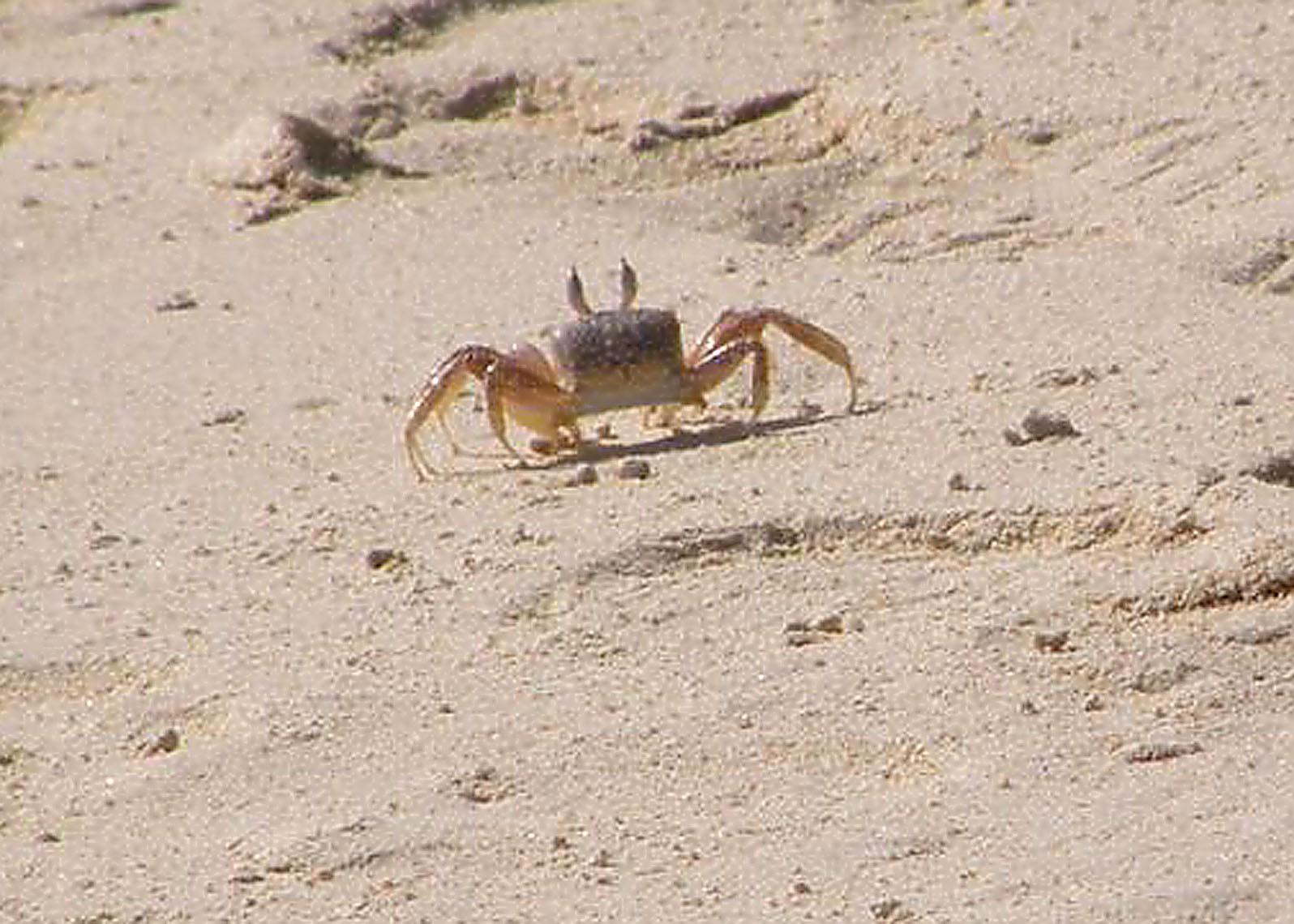 Ghost Crab