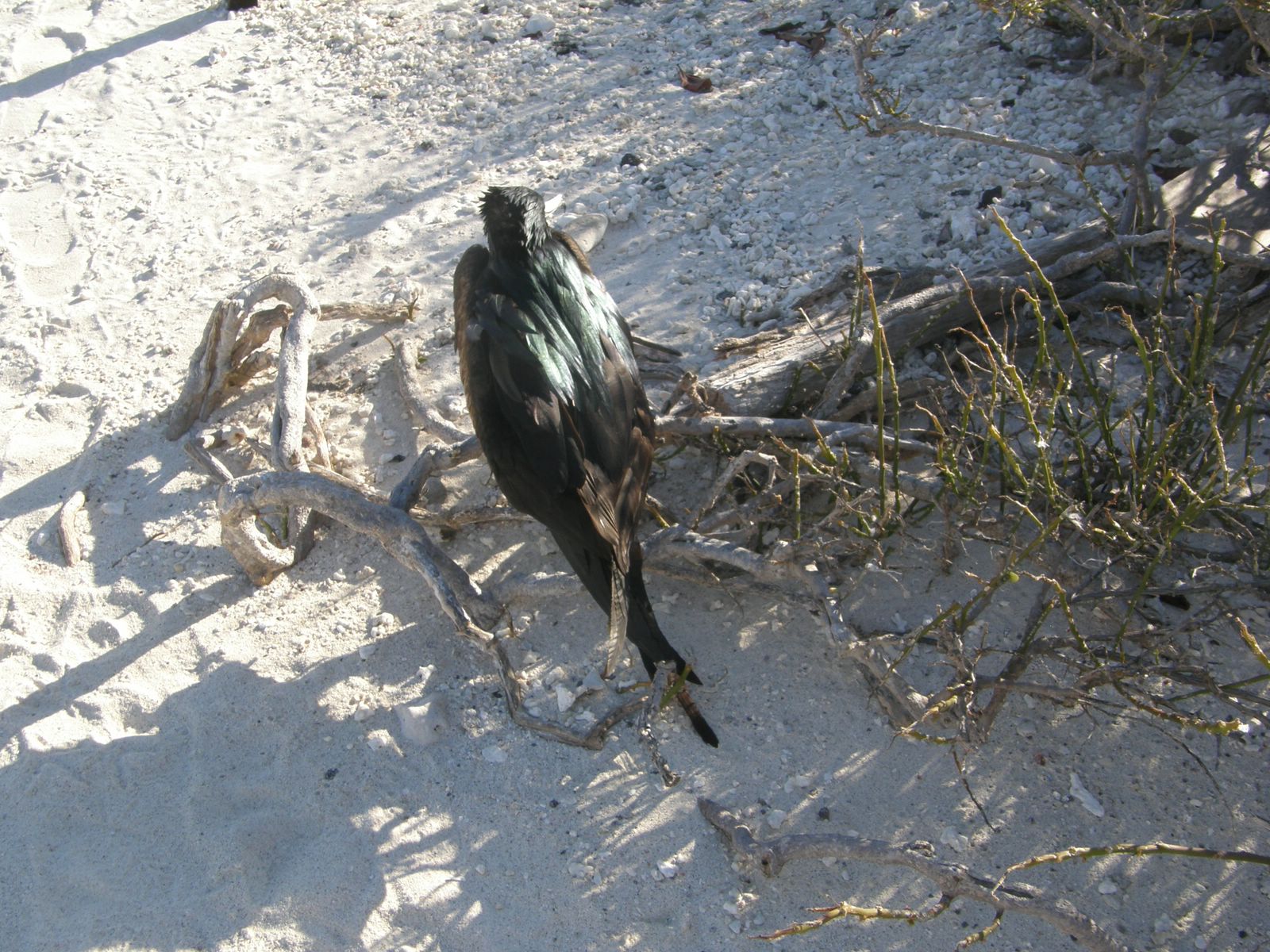 Great Frigatebird