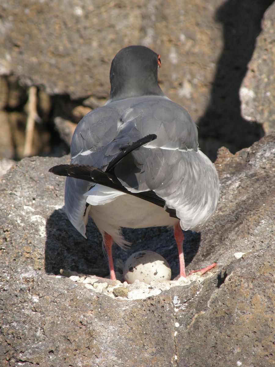 Swallow-tailed Gull keeping egg cool