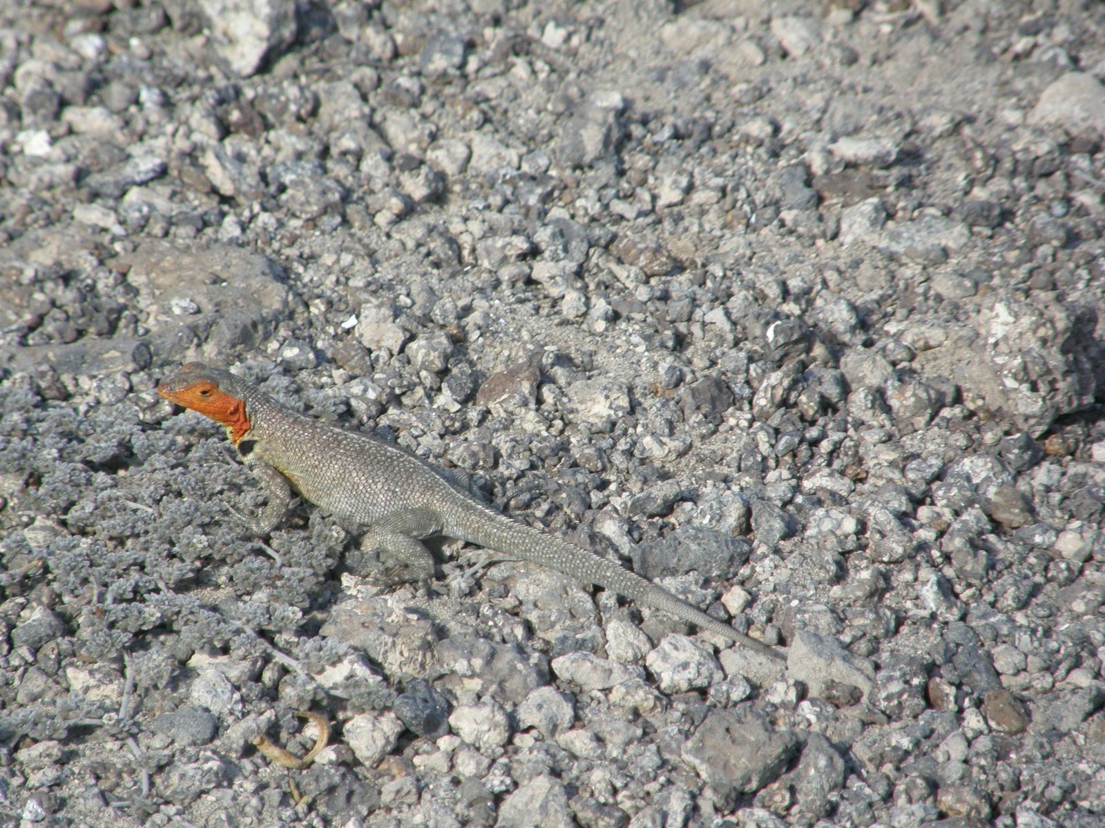 Lava Lizard