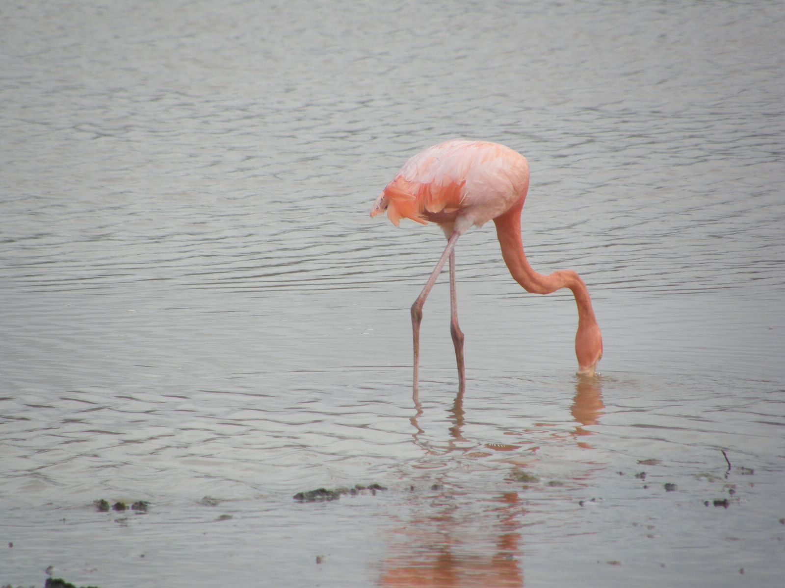 Greater Flamingo