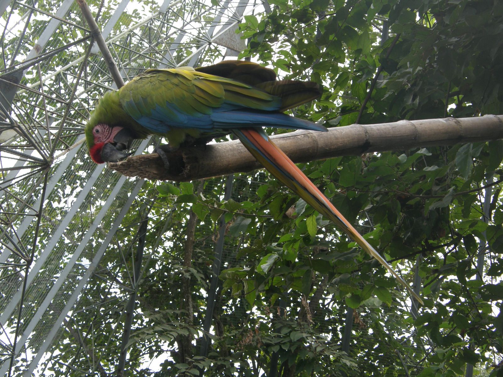 Parrot