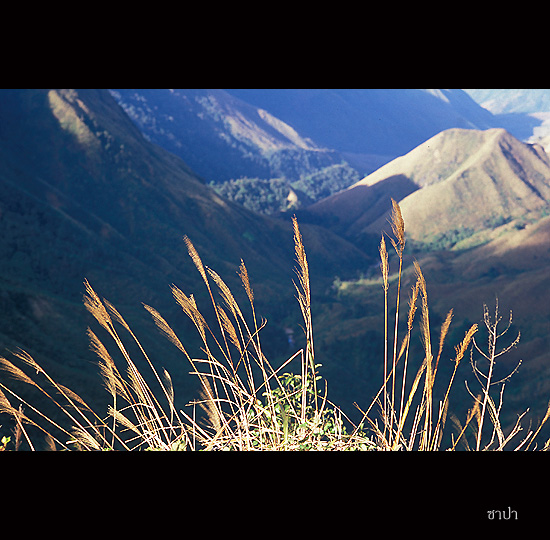 Sapa130 copy.jpg