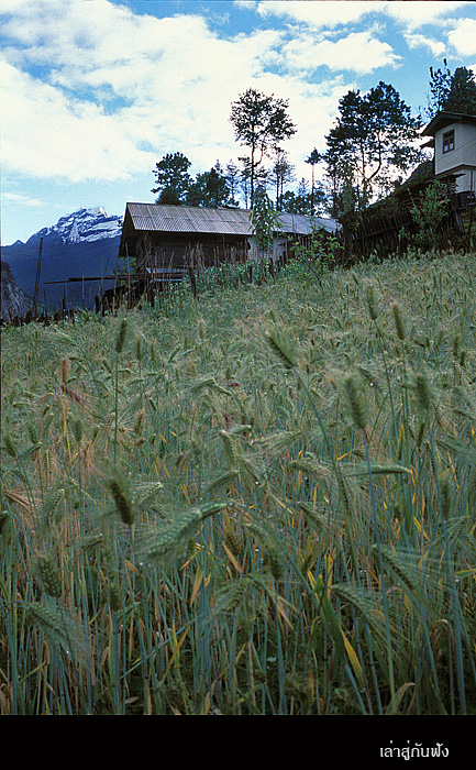 Lachung018 copy.jpg