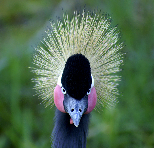 black-crowned crane