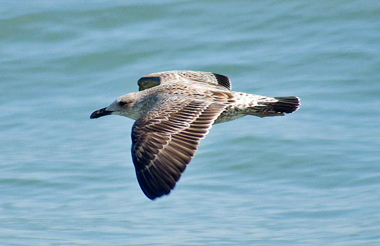 bird in flight 6