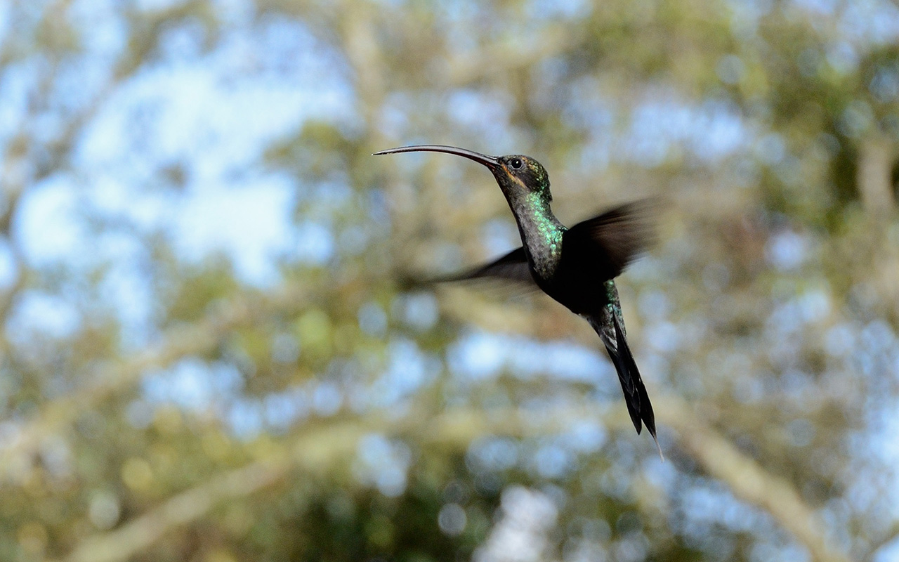 Humming Bird