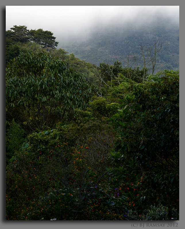 The view from Orquideas del Valle Bosque de Niebla