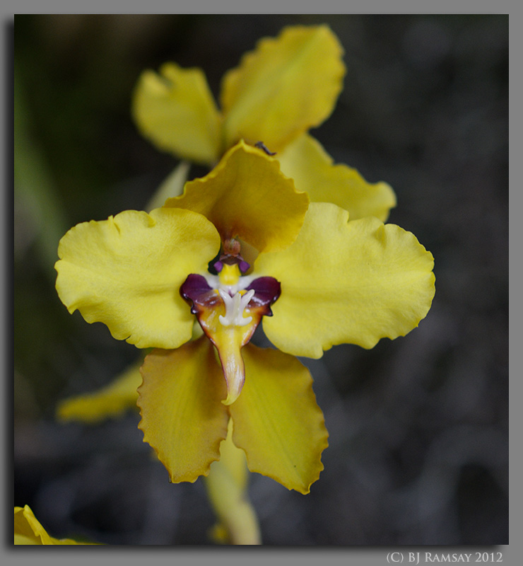 Cyrtochilum macranthum