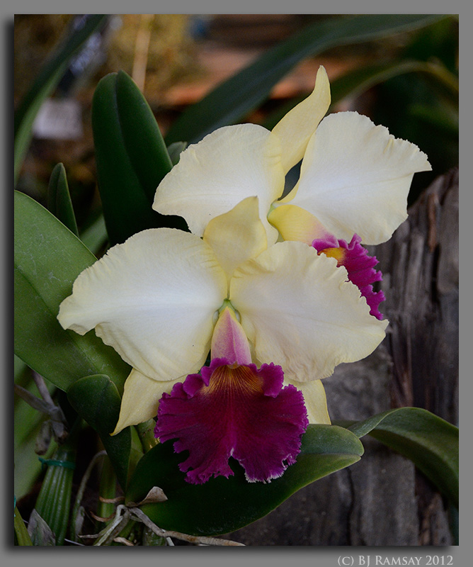 Cattleya Hybrid 