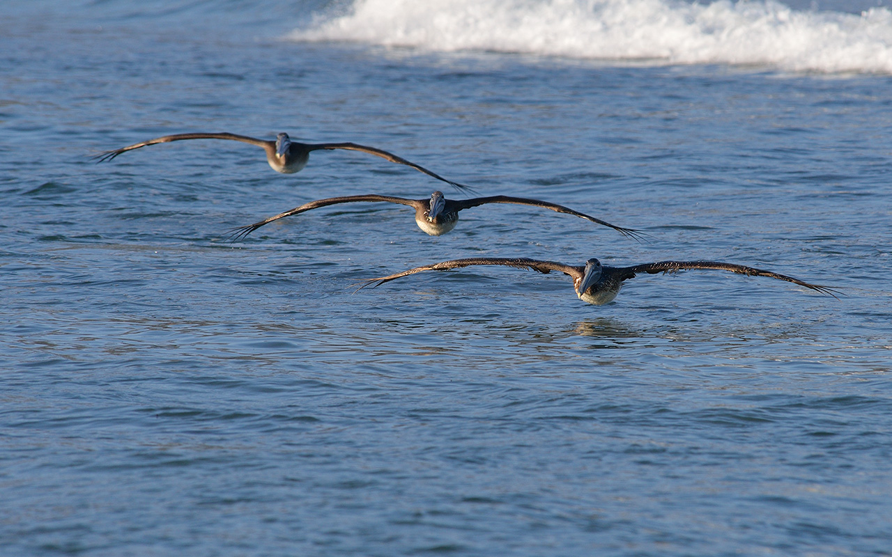 Sunset Pelicans 