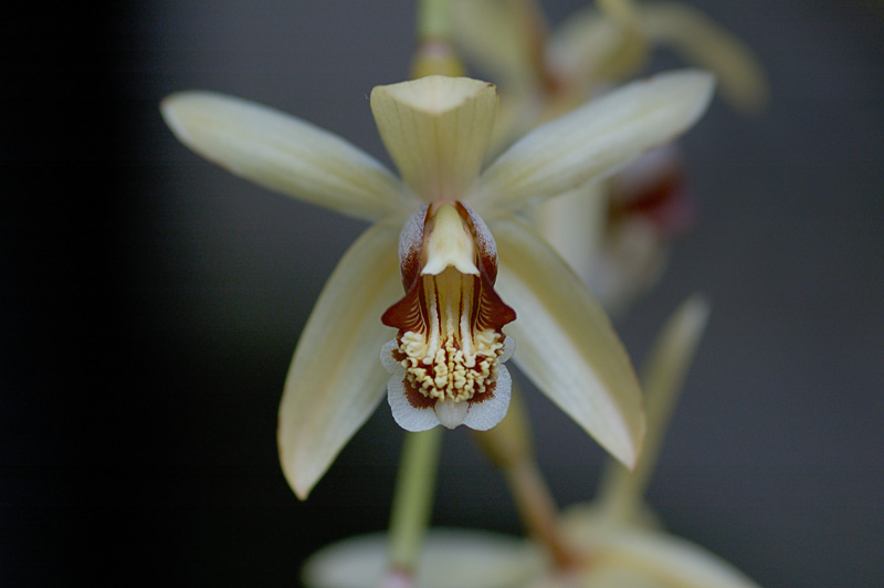 Coelogyne massangeana