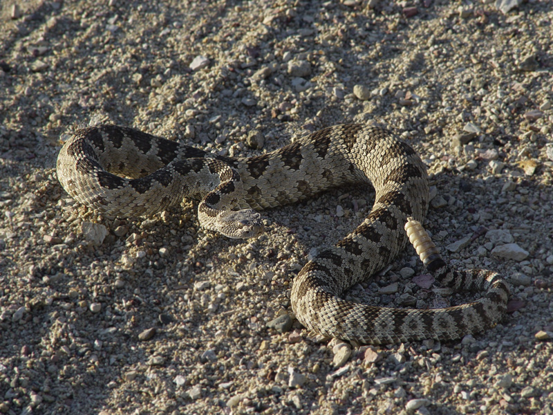 Rattlesnake_02.jpg
