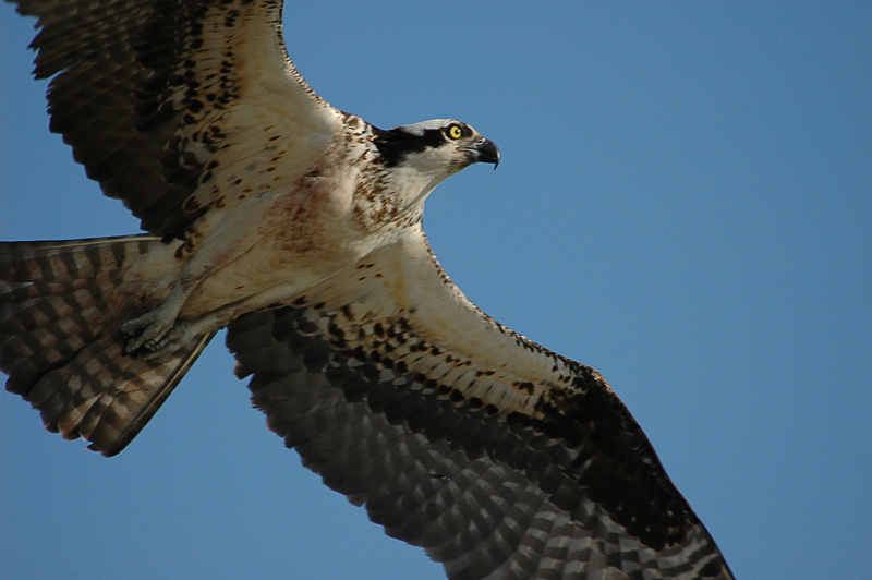 Pax Osprey_006.jpg