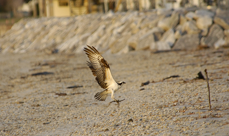 Pax Osprey_007.jpg