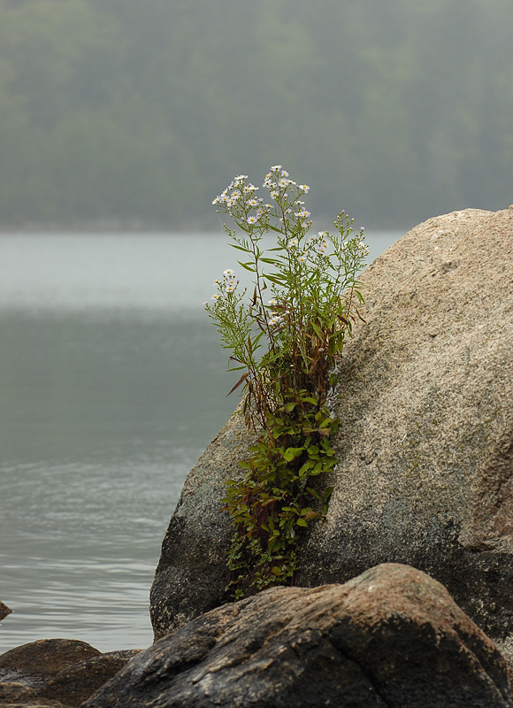 DLWS Jones Pond_005.jpg