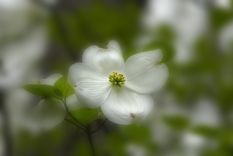Dogwood_001.jpg