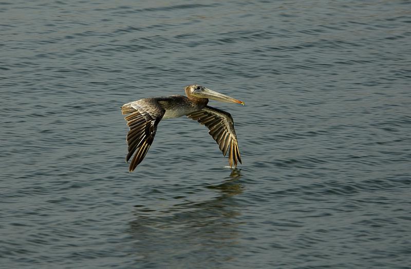 Pelican_004.jpg