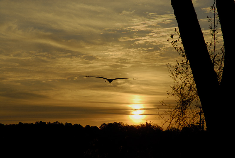 Patuxent Sunrise_029.jpg