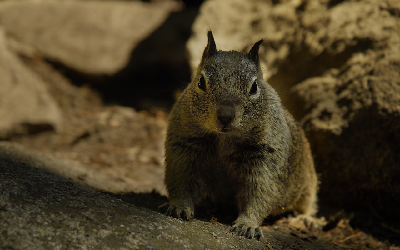 Yosemite Squirrel