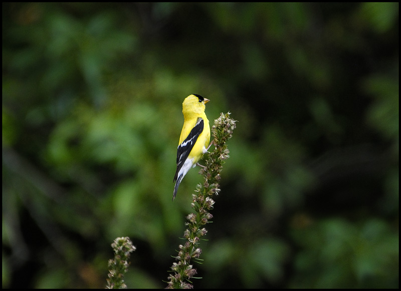 American Goldfinch
