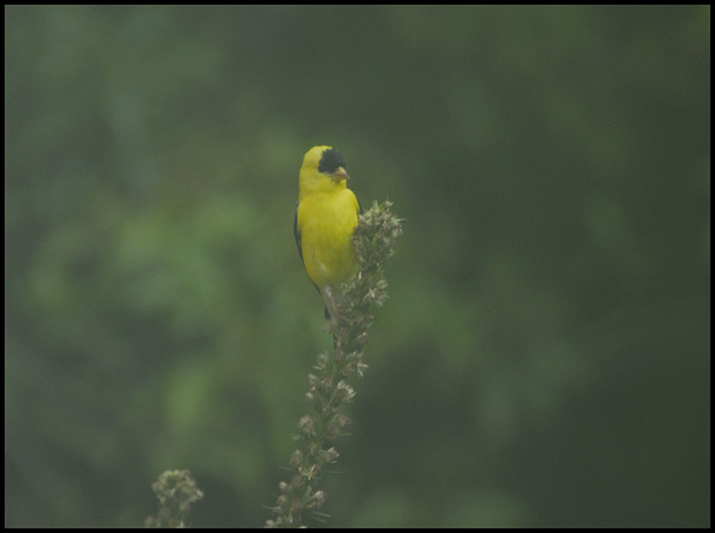 Goldfinch in heavy fog