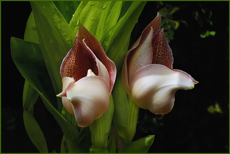 Anguloa hybrid
